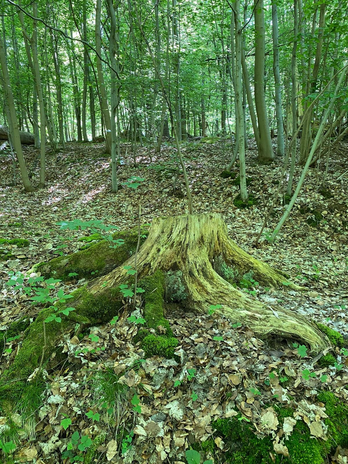 Ein alter Baumstumpf wurde im Wald entdeckt, im Hintergrund sind viele junge BÃ¤ume zu sehen.
