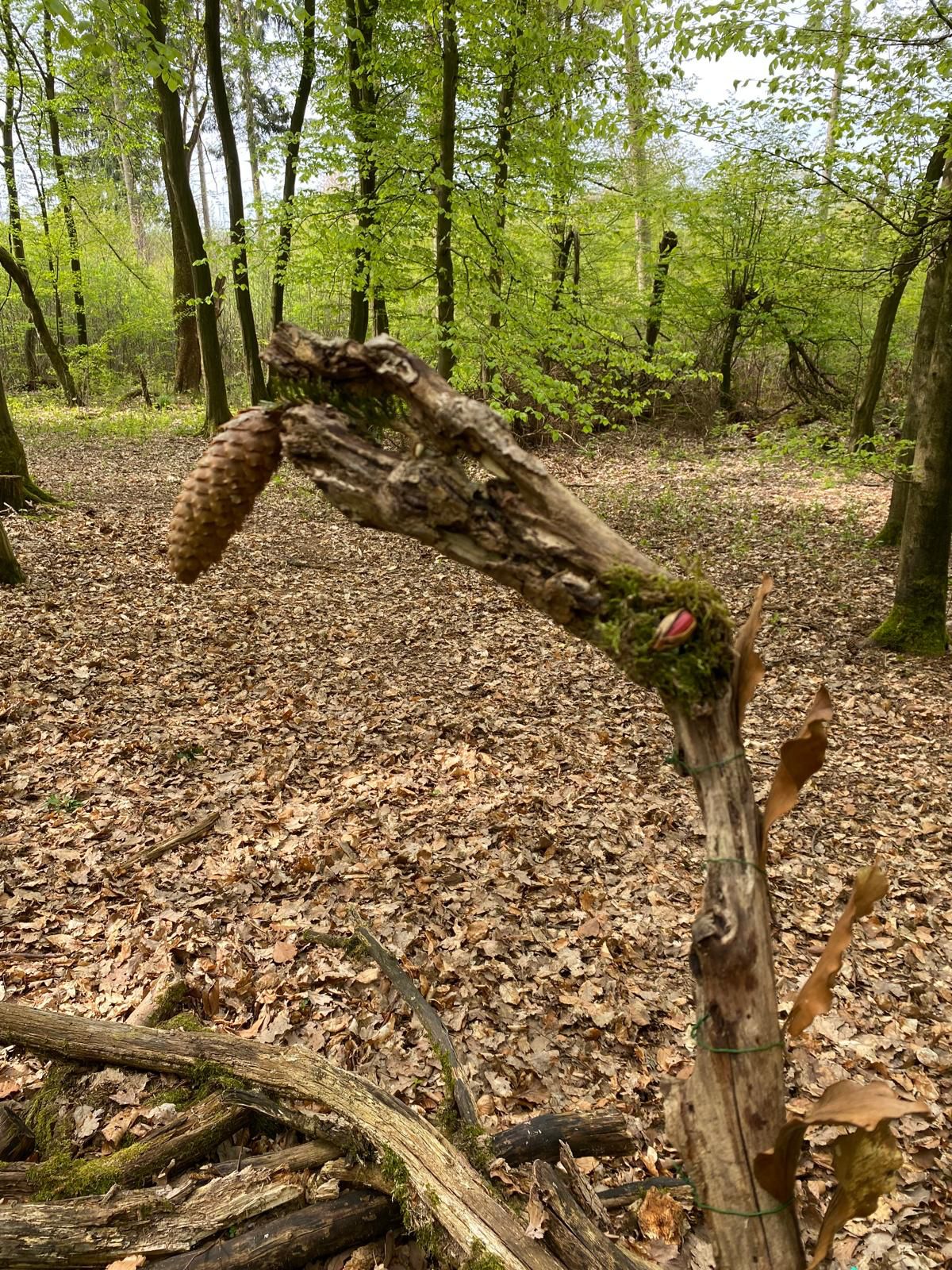 Ein Bild vom Wald im FrÃ¼hling,
im Vordergrund ist eine kreative Figur aus Holz zu sehen, im Hintergrund sind BÃ¤ume zu sehen mit den ersten BlÃ¤ttern.