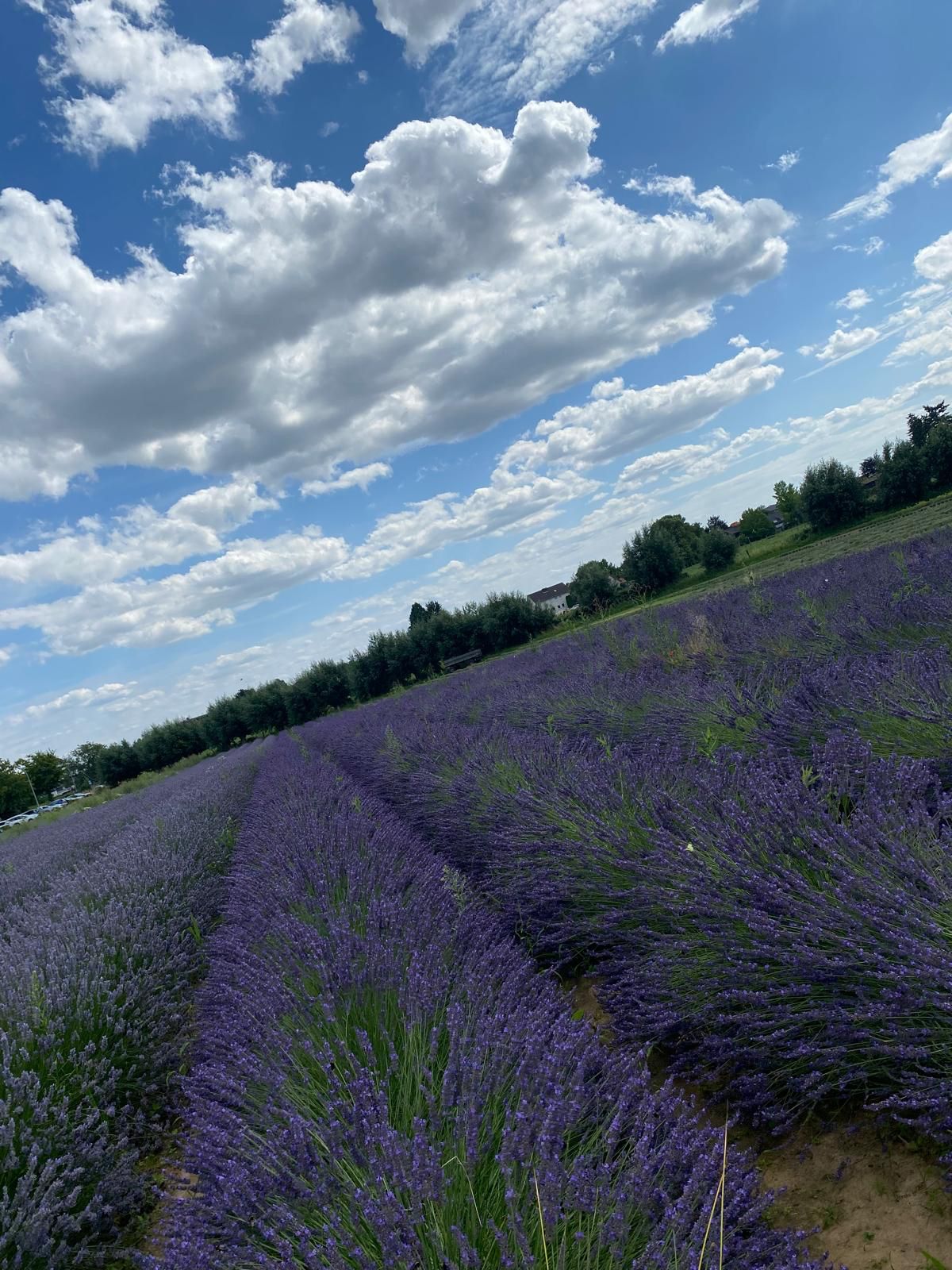 Ein Bild vom blÃ¼henden Lavendelfeld mit blauen Himmel im Hintergrund.